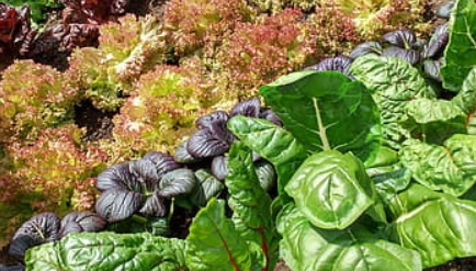 Help Solve Our Allotment Problem image